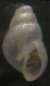 Odostomia scalaris? Tarifa ariva